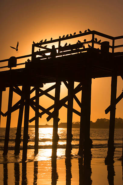 Free Stock Photo of Sunset over ocean with pier silhouette and flying ...