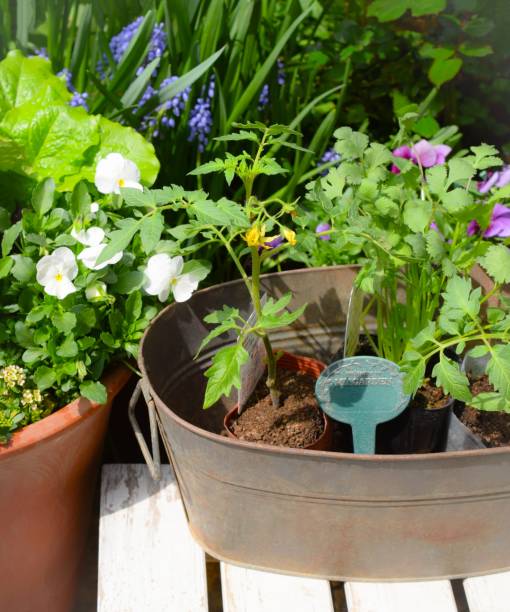istock planting summer vegetables in the garden. 1467452993