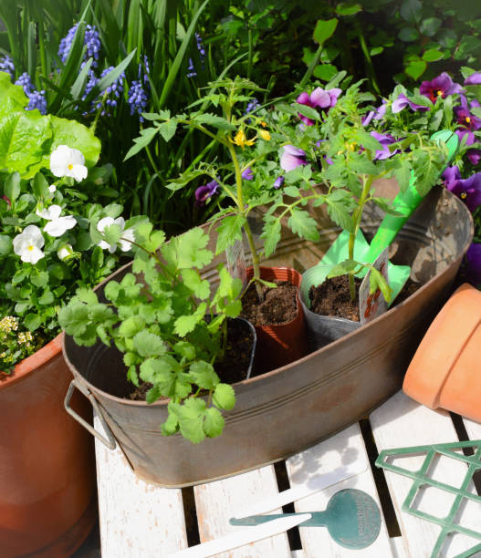 istock planting summer vegetables in the garden. 1467452995
