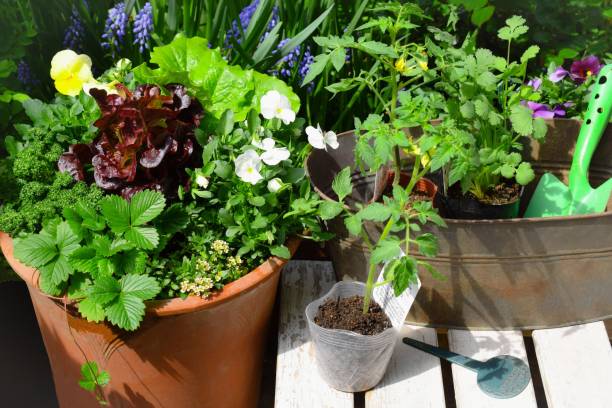 istock planting summer vegetables in the garden. 1467452996