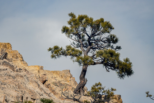 Pine tree growing strong out of sandstone rock in Garden of the Gods in Colorado Springs, Colorado in western USA, of North America.