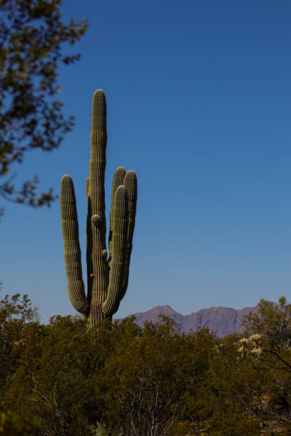 istock Saguaro in Arizona 1467453179