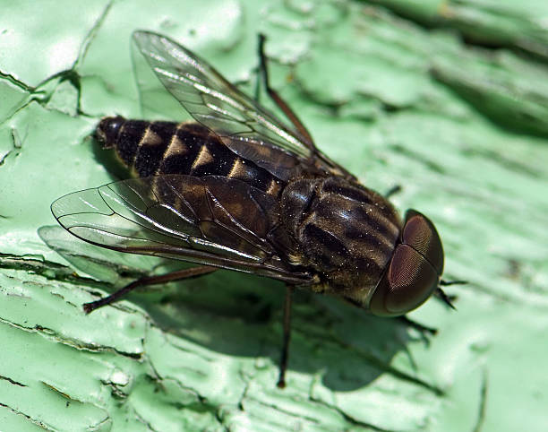 macro shot of fly stock photo