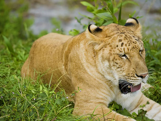Liger Lying Down on Grass Liger Lying Down on Grass liger stock pictures, royalty-free photos & images