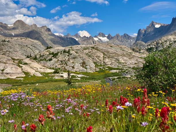 istock Sunmer time in the Rocky Mountains 1467455295