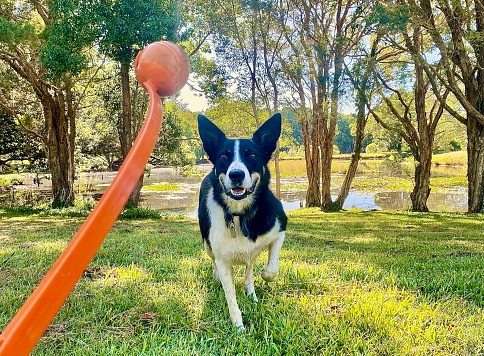 Horizontal landscape of black and white Border Collie trained working dog waiting to catch and retreive ball on ball launcher in game of fetch on lush green grass with tree lined lake in background on country land NSW Australia