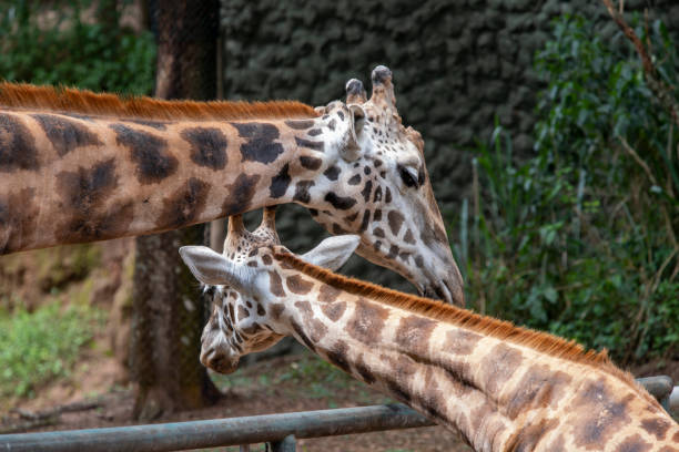 istock Mother giraffe plays and caresses her calf 1467456609