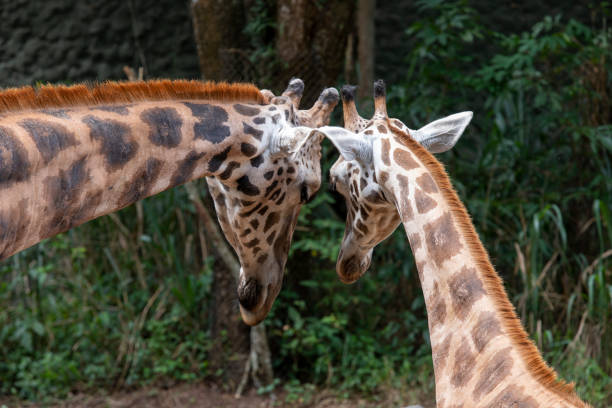 istock Mother giraffe plays and caresses her calf 1467456678