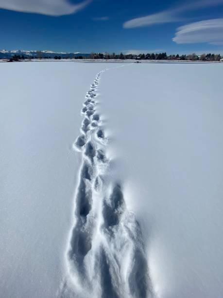 istock Coyote Tracks in Snow 1467457935