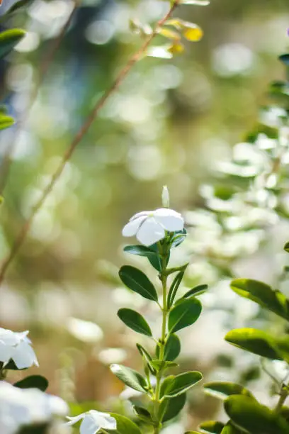 A flower, sometimes known as a bloom or blossom, is the reproductive structure found in flowering plants (plants of the division Angiospermae).