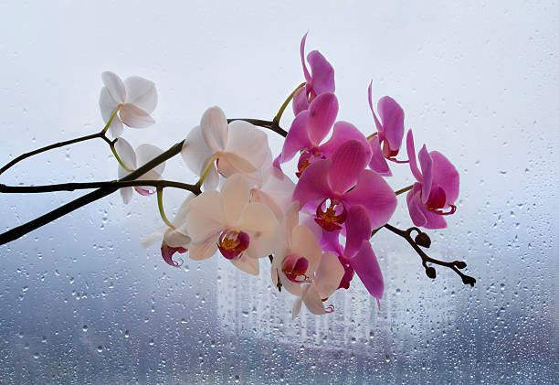 home flowers, rainy day orchinds on the window-sill on a rainy cloudy day cephalanthera longifolia photos stock pictures, royalty-free photos & images