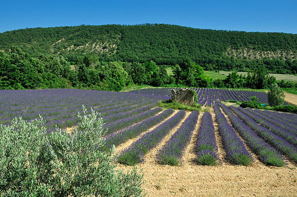 Lavender field with ruin stock photo