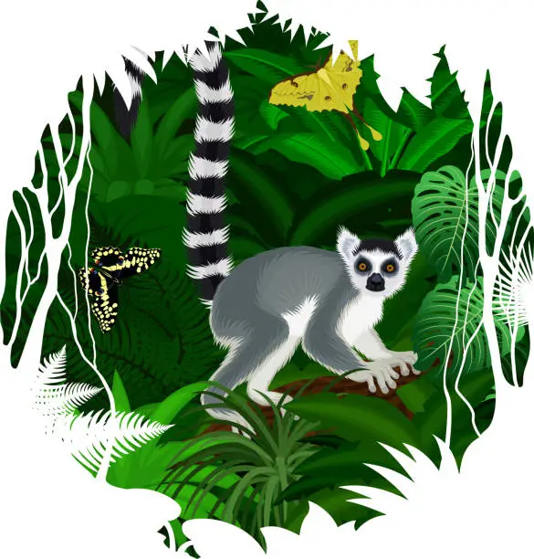 Vector illustration of Vector sticker - tropical rainforest Jungle with ring-tailed Madagascar lemur and butterflies