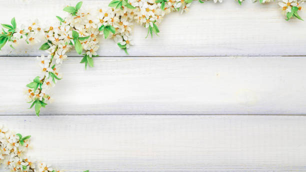 fleur de cerisier. la nature florale d’avril et la fleur de sakura printanière sur fond de bois. banderole du 8 mars, joyeuses pâques avec place pour le texte. concept printanier. vue de dessus. pose à plat. - spring border photos et images de collection
