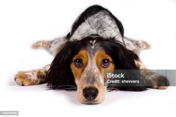 Lazy Dog Stock Photo - Download Image Now - Black Color, Brown, Dog