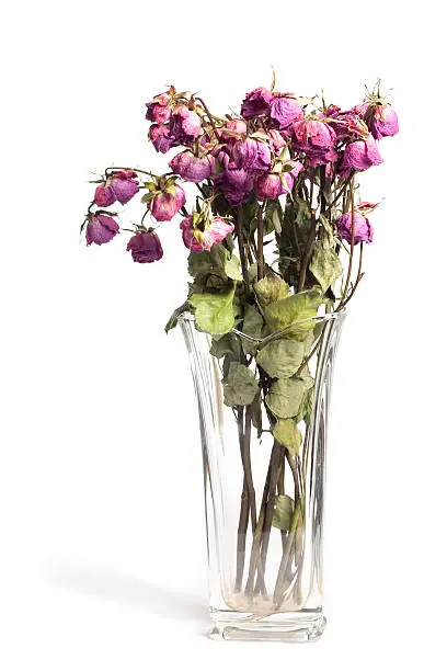 A bouquet of dead roses in a vase on a white background.