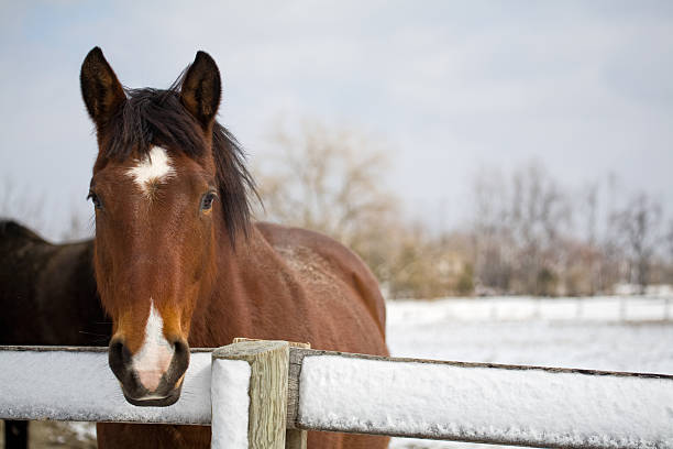 Thoroughbred horse at fence in winter