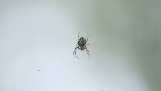 Spider araneus diadematus wait its prey. Web against a background of green nature. Close up.