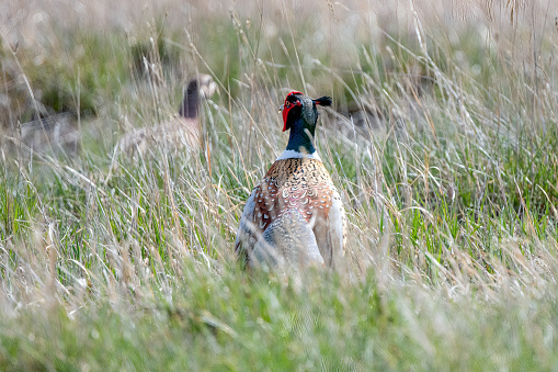 male Pheasant