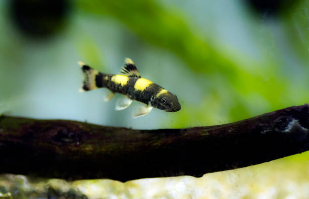 istock Panda garra freshwater fish - Garra flavatra 1467464802