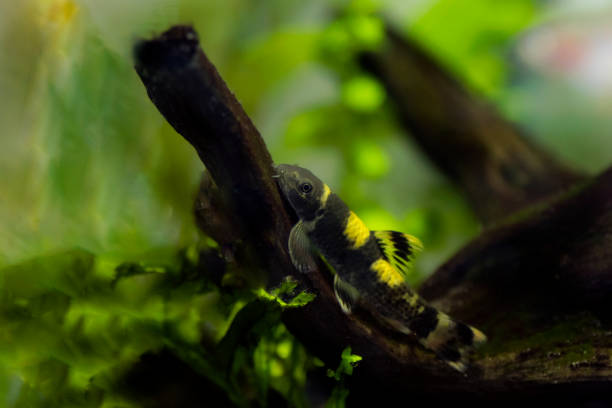 istock Panda garra freshwater fish - Garra flavatra 1467464809