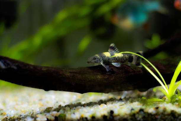 istock Panda garra freshwater fish - Garra flavatra 1467464813