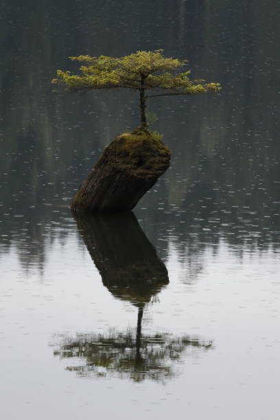 istock Fairy Lake bonsai tree in rain with reflection 1467464815