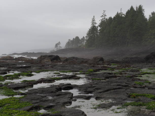 istock Tide pools on rocky shore with trees and mist by the Pacific Ocean 1467464877