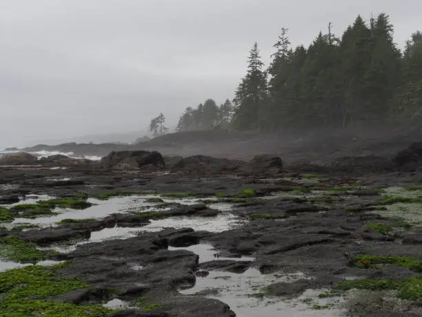 A wet intertidal zone with rocky shore and trees. Taken on the south coast of Vancouver Island, between Victoria and Port Renfrew, along the Pacific Marine Circle Route / Spirit Loop.