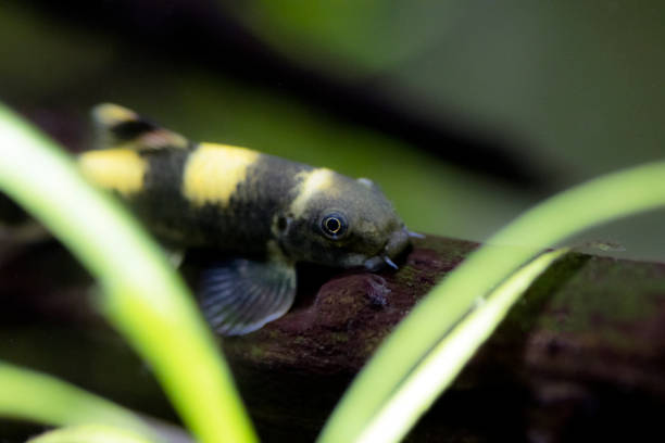 istock Panda garra freshwater fish - Garra flavatra 1467464930