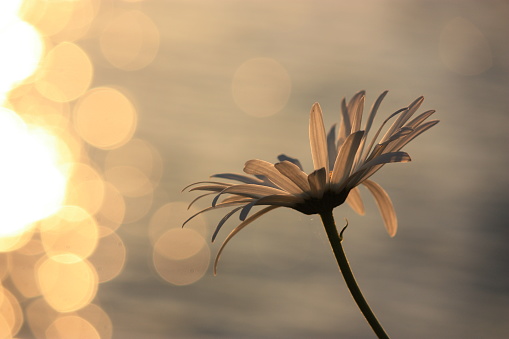 White daisy flower backlit at sunset with sunlight reflecting off the water in the background.