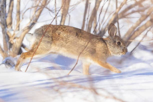 istock eastern cottontail damaged tree in winter 1467465734