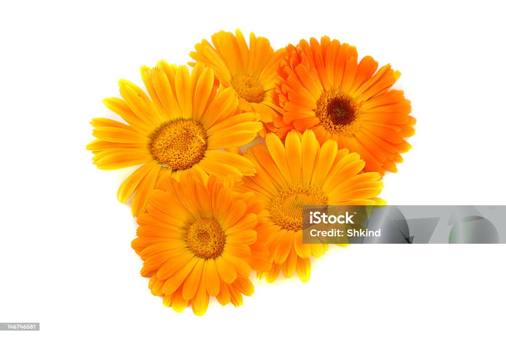 Flowers of a calendula Five bright orange flowers of calendula on a light background. Agricultural Field Stock Photo