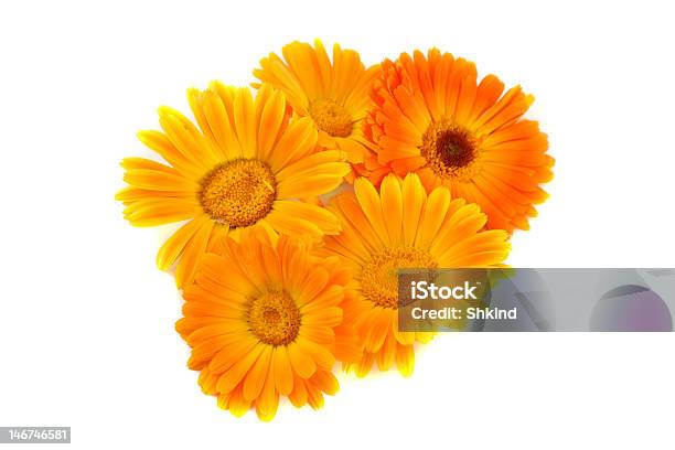 Flowers Of A Calendula Stock Photo - Download Image Now - Agricultural Field, Beauty In Nature, Colors