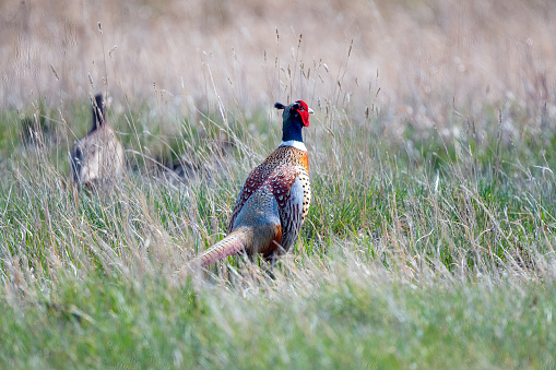 Ring necked Pheasant rooster (male) and hen (female) on Montana prairie ranch land in west USA of North America.