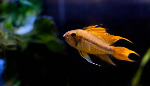 istock Cockatoo dwarf cichlid fish - Apistogramma cacatuoides 1467466676
