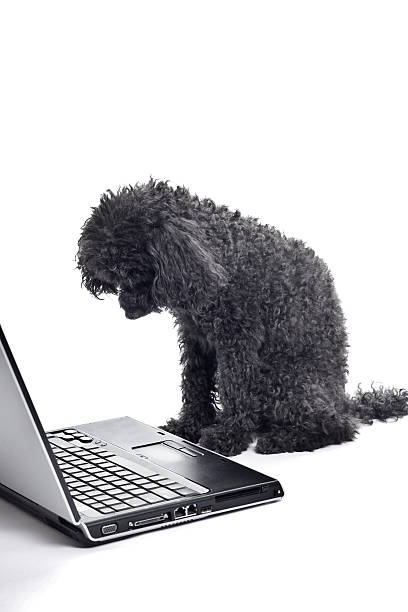istock black toy poodle isolated on white background 146746771