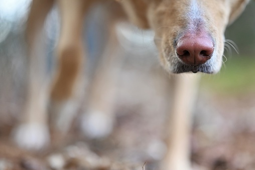 Only the wet nose of a yellow Labrador Retriever dog with legs blurred in the background