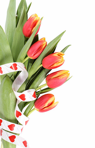 Tulip flowers isolated stock photo