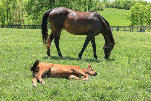 istock Mare Grazing and Baby Sleeping 1467468511
