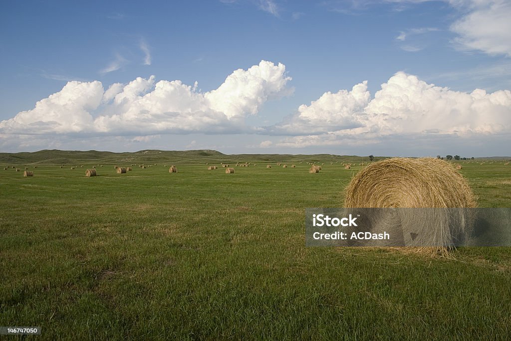 Rolo de Hay - Royalty-free Agricultura Foto de stock