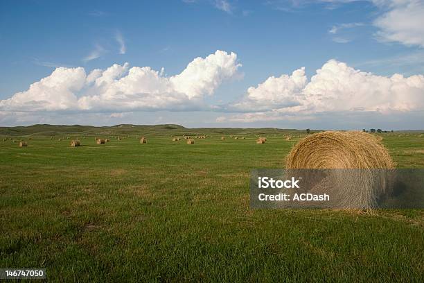 Rolo De Hay - Fotografias de stock e mais imagens de Agricultura - Agricultura, Ajardinado, Ao Ar Livre
