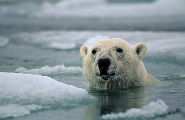 istock An adult polar bear swimming between icebergs 146747074