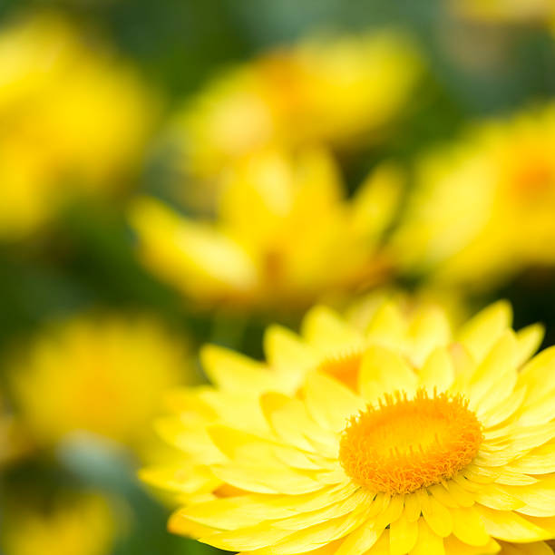 Helichrysum 'Sunshine' flowers stock photo