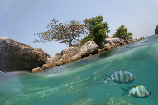 Underwater world with two fishes and coast
