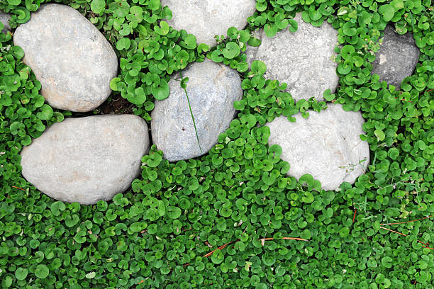 Grass and Pebble stock photo