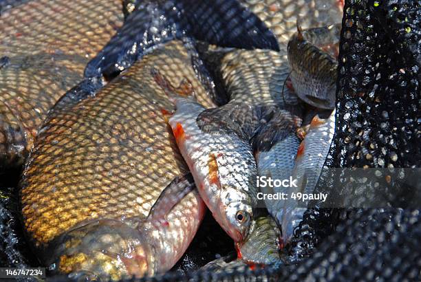 낚시는요어망 물고기에 대한 스톡 사진 및 기타 이미지 - 물고기, 에렌벨지붉돔, 잡기