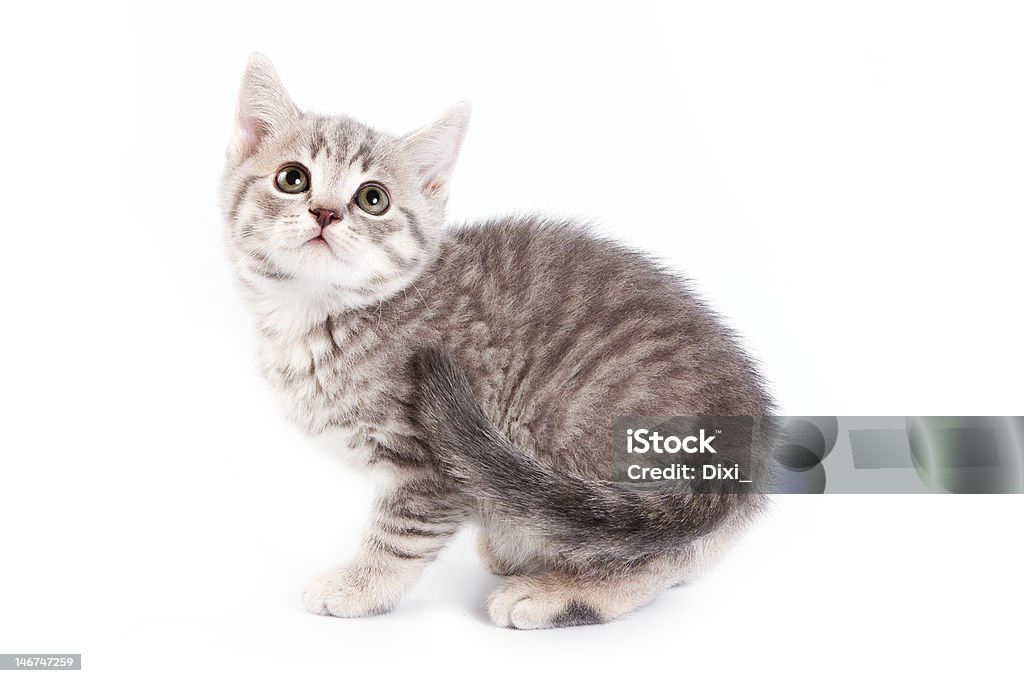 British mascota sobre fondo blanco - Foto de stock de Gato doméstico libre de derechos