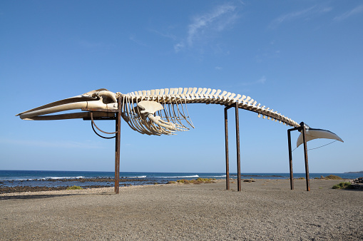 Whale skeleton on the beach, Canary Island Fuerteventura, Spain