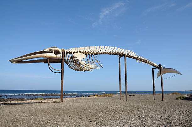 Skeleton of whale propped on a beach Whale skeleton on the beach, Canary Island Fuerteventura, Spain cetacea stock pictures, royalty-free photos & images